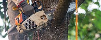 Best Tree Trimming and Pruning  in Fayetteville, NY